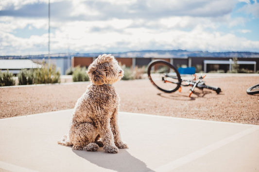 Make exercise fun with your best friend